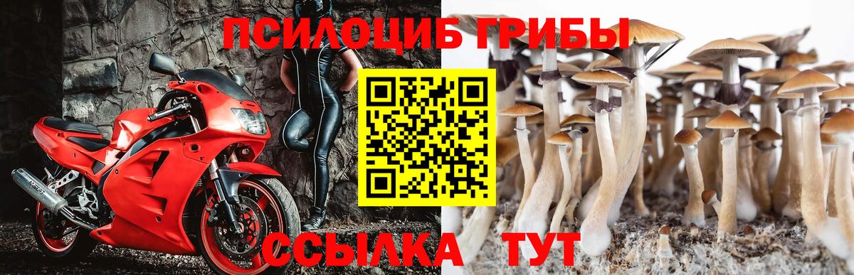Сунжа  Псилоцибиновые грибы ЛСД  где купить наркотик  Вход с VPN 